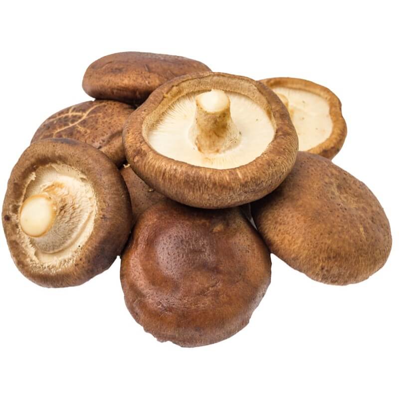 product 9 800x800 1 1